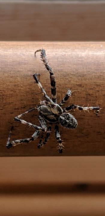 House Spider Species Copyright: David Howes