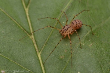 Scytodes thoracica 29 09 18 Copyright: Tone Killick