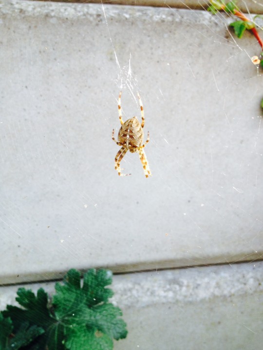 Araneus diadematus In a garden of east cheshire what is it Copyright: Roy Pemberton