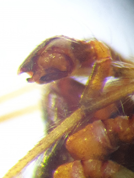 Cryptachaea riparia pedipalp2 Copyright: Vicky Gilson
