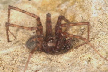 Tegenaria domestica male 1 Copyright: Peter Harvey