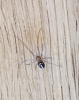 East Grinstead spider found in house