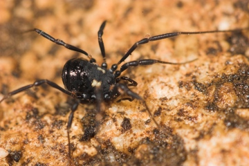 Nemastoma bimaculatum Male Copyright: Paul Richards