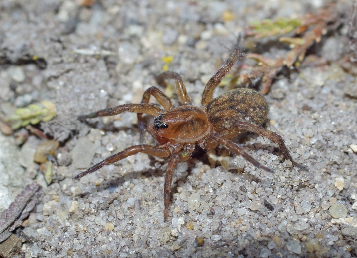 Trochosa spinipalpis female MW Copyright: Michael Waite