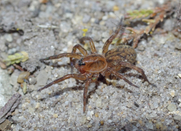 Trochosa spinipalpis female MW Copyright: Michael Waite