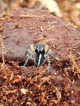 Aelurillus v-insignitus male Brecks Copyright: Vicky Gilson