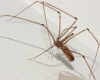 Pholcus phalangioides - Wetherby