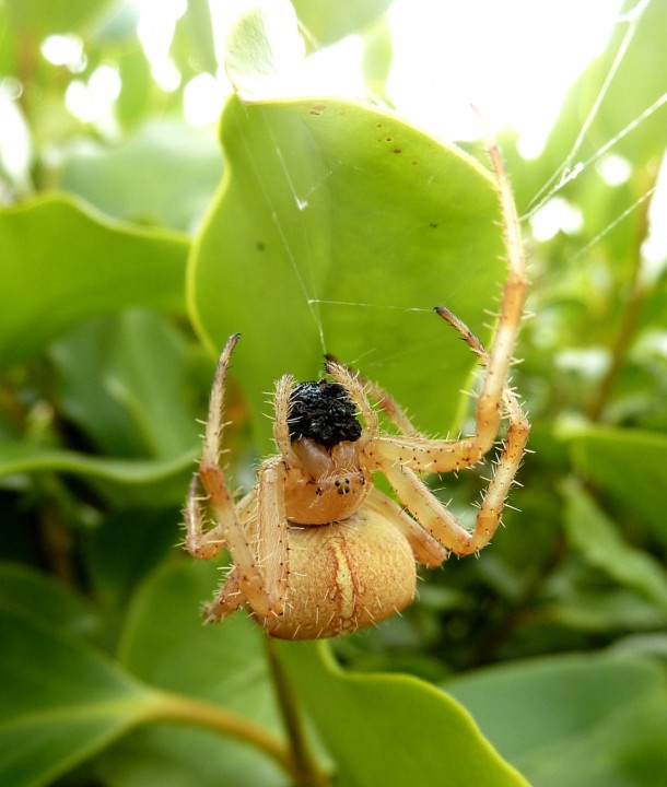 Araneus Diadematus (European Garden Spider) macerating prey. Copyright: Helen A Cramp