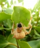 Araneus Diadematus (European Garden Spider) macerating prey.