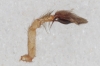 Cheiracanthium sp. 1