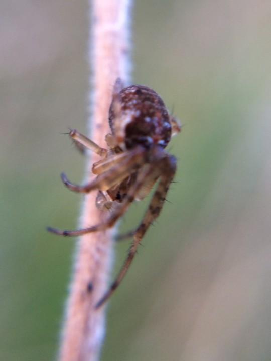 Arran spider id Copyright: David Callender