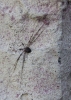 Dicranopalpus ramosus Female on house wall