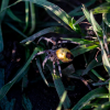 Araneus marmoreus - Var. pyramidatus in the grass