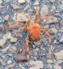 Araneus diadematus Orange