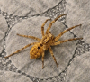 Zoropsis spinimana Spider