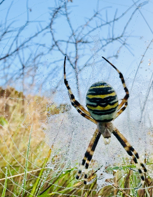 Wasp Spider 280725 Copyright: Helen Shepherd