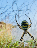 Wasp Spider 280725
