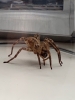 False Wolf Spider Pic 4