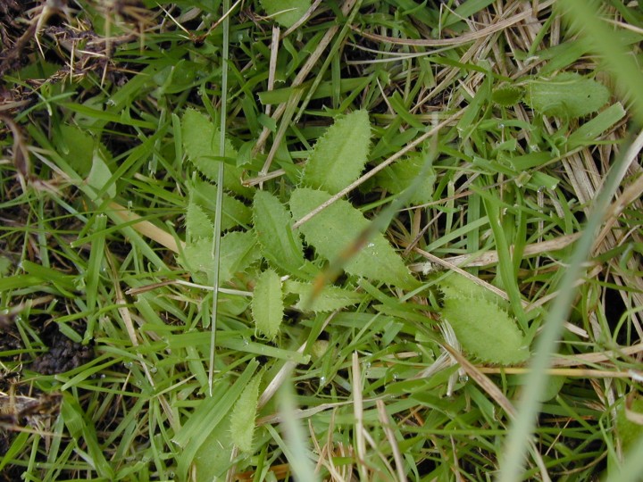 Argiope bruennichi - lawn - closeup Copyright: Roland Ramsdale