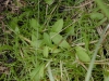 Argiope bruennichi - lawn - closeup
