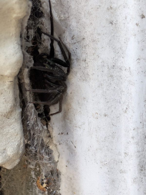 Segestria florentina in South East London Copyright: Gemma Macfarlane