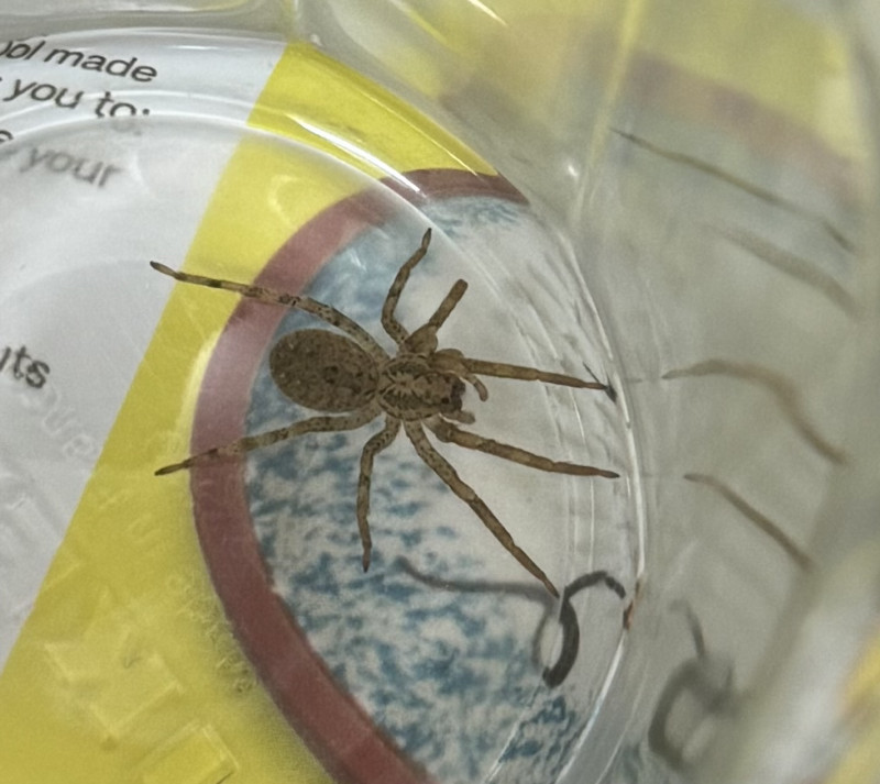 Zoropsis spinimana found on bedroom window sill Copyright: Gillian Roach