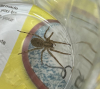 Zoropsis spinimana found on bedroom window sill