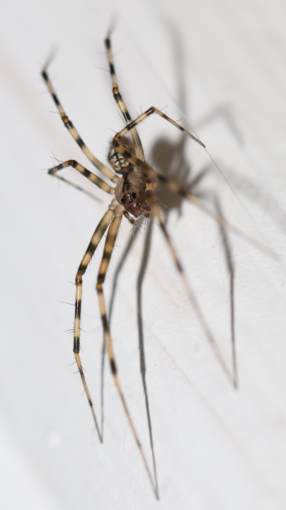 Stripey-legged spider in the hall 1 Copyright: Ian Young