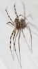 Stripey-legged spider in the hall 1