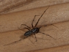 Unindentified spider 1