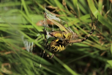 Wasp Spider from above eating prey Copyright: Lotus Bryony Lazuli