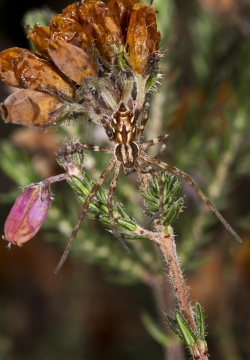 P. histrio possibly subadult Copyright: Evan Jones