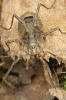 Odiellus spinosus (Phalangiidae) female 1
