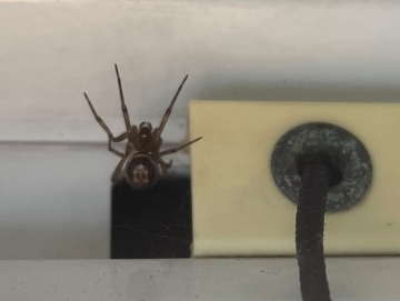 False Widow lodger Copyright: Michelle Gray