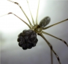 Female Pholcus phalangioides with eggs