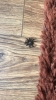 What spider is this please 