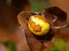 Araneus marmoreus var. pyramidatus 2