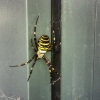 Wasp Spider Ashford Kent