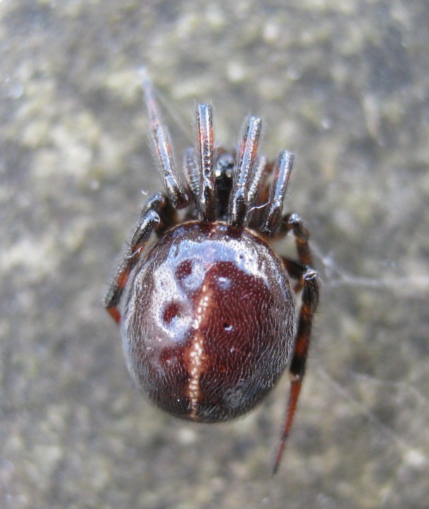 Steatoda bipunctata (female) Copyright: Steve Priestley