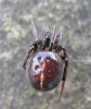 Steatoda bipunctata (female)