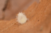 Pholcomma gibbum egg sac