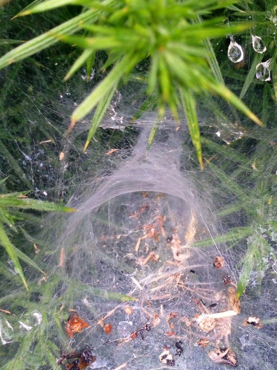 Agelena labyrinthica web showing tunnel Copyright: Isobel Williams