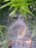 Agelena labyrinthica web showing tunnel