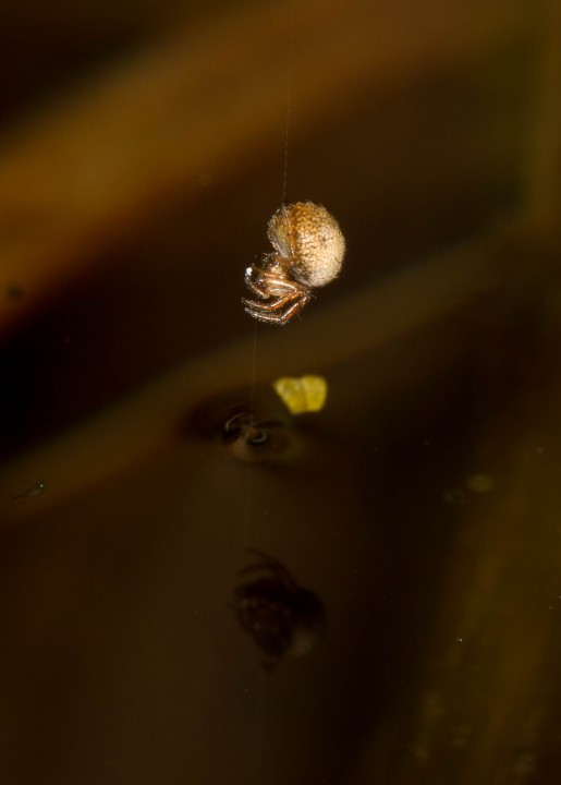 Theridiosoma gemmosum female fixing silk to water Copyright: Evan Jones