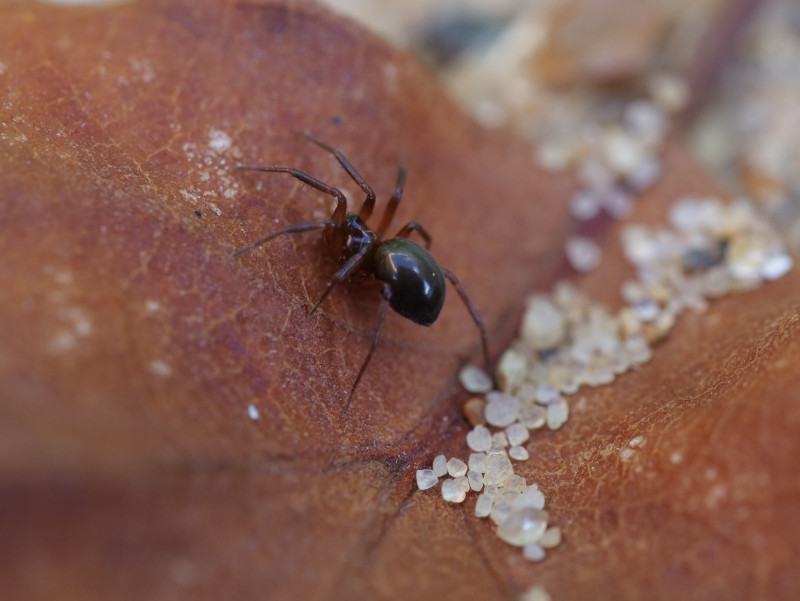 Centromerita concinna female Copyright: David Carr