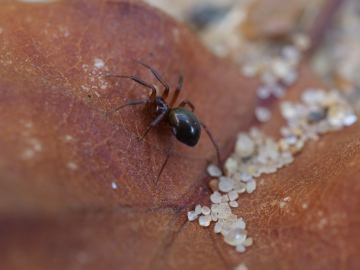 Centromerita concinna female Copyright: David Carr