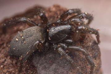 Gnaphosa leporina subadult male Copyright: Shreyas Kuchibhotla