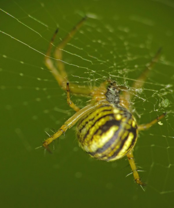 Yellow-striped spider Copyright: Martin Cooper