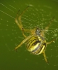Yellow-striped spider