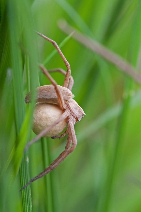 Nursery Web Spider with egg case Copyright: Steven Murray